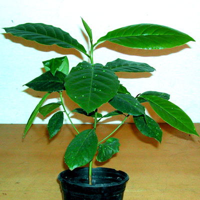 Terminalia catappa